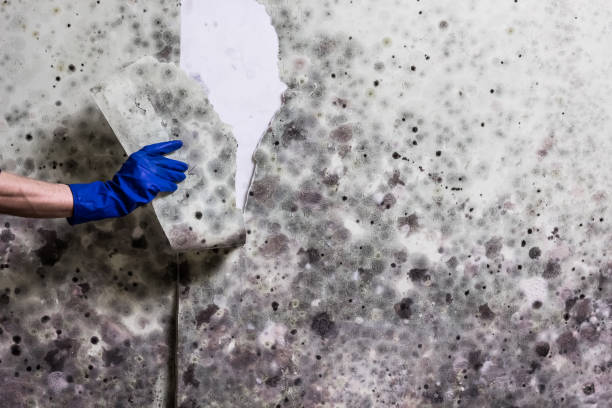 Best Black Mold Removal  in East Kapolei, HI